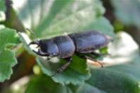 A young male stage beetle found in Saxony-Anhalt, Germany.
