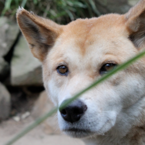 The colour of dingoes