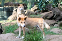 Dingoes at Featherdale Wildlife Park. 