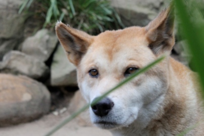 Dingoes are red-listed - but not in Australia.