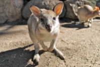 A playful wallaby.